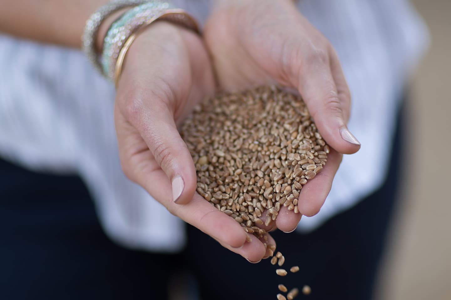 Woman's hands holding wheat seeds